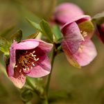 Slunečné jarní ráno