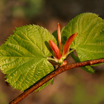 Listovní tajemství 2