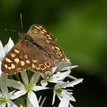 Na Medveďom Cesnaku