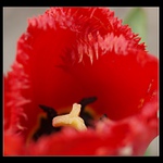 Tulipan