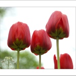 Tulipany