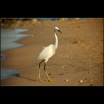 EGYPT 2008 Pták Jarabák :-)