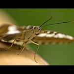 Fata Morgana 2008 I.