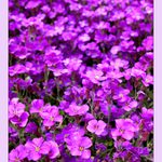 Aubretia