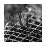 Život za mrežami II