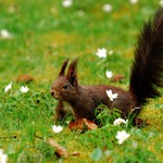 Veverucha v sasankách....