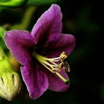 violetto