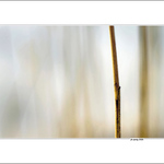 ... približovania IV. ...