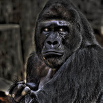 Gorila