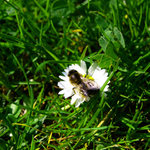 Pilná jako včelička !!