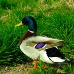 Kačer skrblíík !!