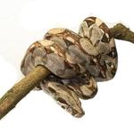 Hroznýš královský