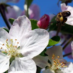 príprava na pristátie...