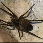 Tenhle pavouček měl pouhých 5 mm,