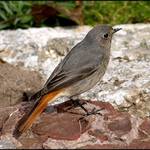 Samička kominíčka