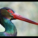 Portrét čápa černého (Ciconia nigra)