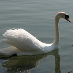 a stále si plávam...