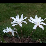 Prvá úroda našej magnólie