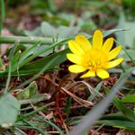 ...jedina na cele louce...