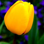 ...žluta je dobra...