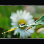 ranní hygiena sedmikrásky