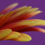 Leafs' Colours
