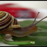 O tykadlo před Ferrari F50