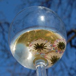 sny opilých sedmikrásek