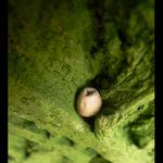 Odsúdený na zánik...