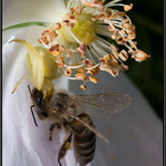 ked sa smrt a krasa stretnu