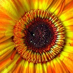 Gerbera