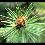 Téměř neviditelná .. :)