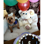 oslav narozeniny svýho křečka!!