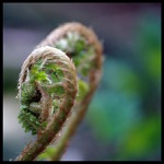 Znovuzrodenie farieb (papraď)