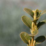 V maminkinej záhradke