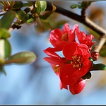 Chaenomeles - Kdoulovec.