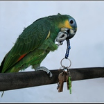 Amazoňan oranžovokřídlý.