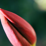 Můj soused zabiják