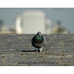 .. holub ve městě ..