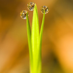 kapky, kapky, kapičky