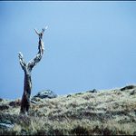 Cesta na Ben Nevis