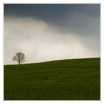 Krtečkův stromeček