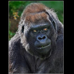 VIDÍM ŤA A ZLE DOPADNEŠ!!!!