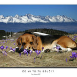 Čo mi to tu bzučí?