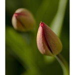 ...tulipkové toužení ...