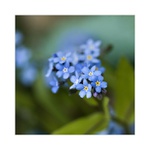 ..modrají se  pomněnečky...