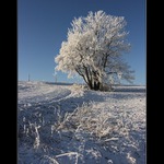 Obyčejnost zmrzlého rána