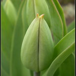 Tulipán