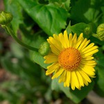 kvetinka