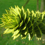 Araucaria araucana
